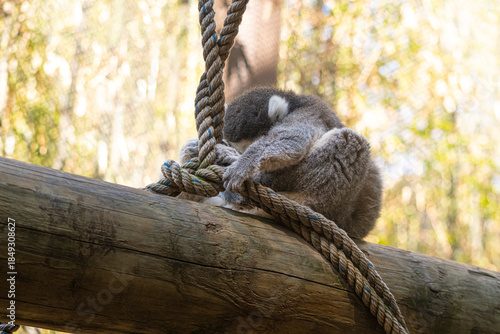 A ring-tailed lemur with its head down while holding onto a rope in a zoo