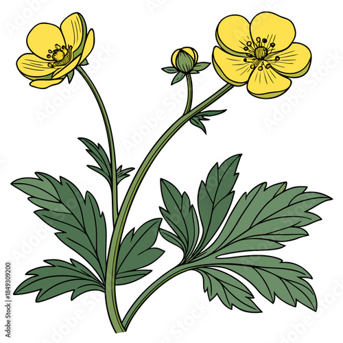 Creative Detailed Meadow Buttercup Vector Illustration | Wildflower Botanical Artwork | Nature Floral Design