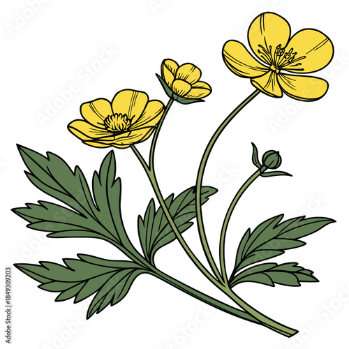 Creative Detailed Meadow Buttercup Vector Illustration | Wildflower Botanical Artwork | Nature Floral Design