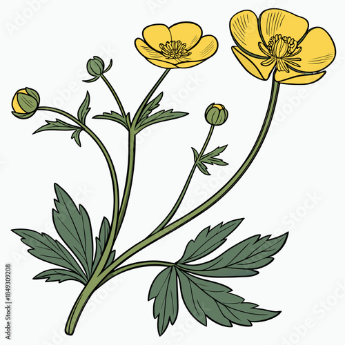 Creative Detailed Meadow Buttercup Vector Illustration | Wildflower Botanical Artwork | Nature Floral Design