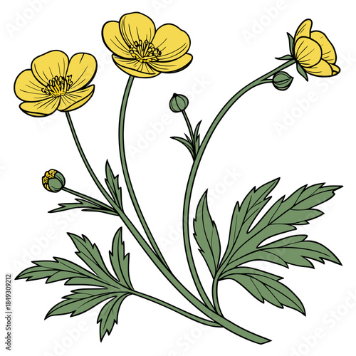 Creative Detailed Meadow Buttercup Vector Illustration | Wildflower Botanical Artwork | Nature Floral Design