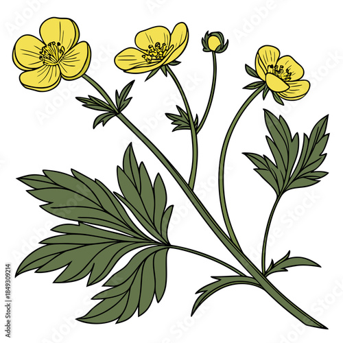 Creative Detailed Meadow Buttercup Vector Illustration | Wildflower Botanical Artwork | Nature Floral Design