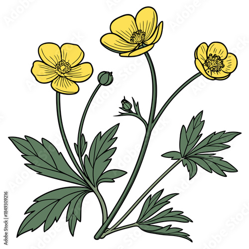 Creative Detailed Meadow Buttercup Vector Illustration | Wildflower Botanical Artwork | Nature Floral Design