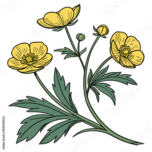 Creative Detailed Meadow Buttercup Vector Illustration | Wildflower Botanical Artwork | Nature Floral Design