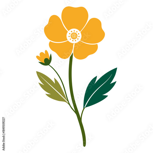 Creative Detailed Meadow Buttercup Vector Illustration | Wildflower Botanical Artwork | Nature Floral Design