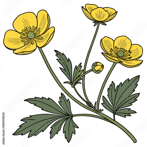 Creative Detailed Meadow Buttercup Vector Illustration | Wildflower Botanical Artwork | Nature Floral Design