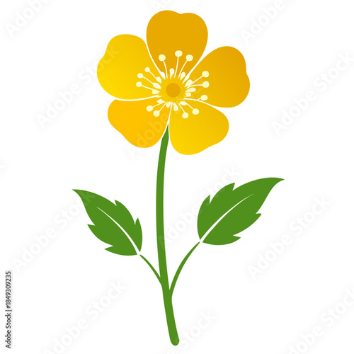 Creative Detailed Meadow Buttercup Vector Illustration | Wildflower Botanical Artwork | Nature Floral Design