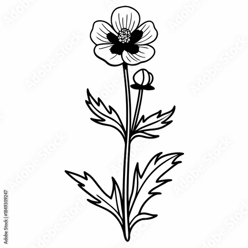 Creative Detailed Meadow Buttercup Vector Illustration | Wildflower Botanical Artwork | Nature Floral Design