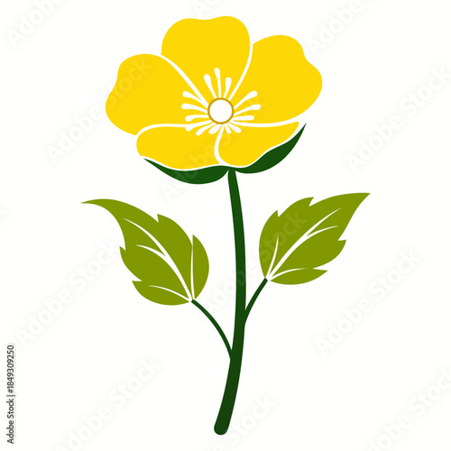 Creative Detailed Meadow Buttercup Vector Illustration | Wildflower Botanical Artwork | Nature Floral Design