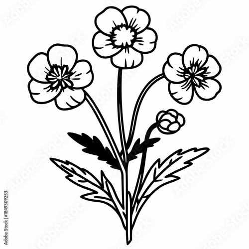 Creative Detailed Meadow Buttercup Vector Illustration | Wildflower Botanical Artwork | Nature Floral Design