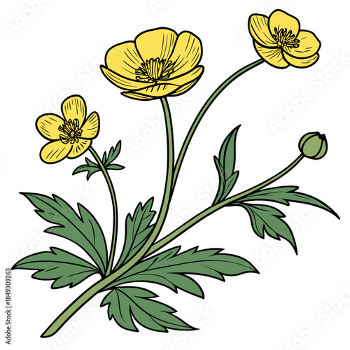 Creative Detailed Meadow Buttercup Vector Illustration | Wildflower Botanical Artwork | Nature Floral Design