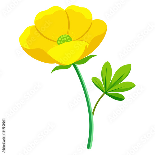 Creative Detailed Meadow Buttercup Vector Illustration | Wildflower Botanical Artwork | Nature Floral Design