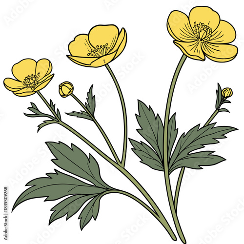 Creative Detailed Meadow Buttercup Vector Illustration | Wildflower Botanical Artwork | Nature Floral Design