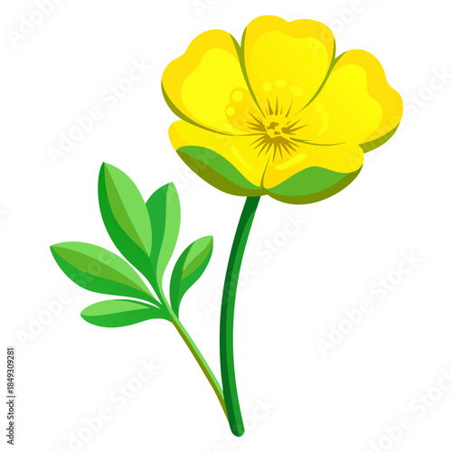 Creative Detailed Meadow Buttercup Vector Illustration | Wildflower Botanical Artwork | Nature Floral Design