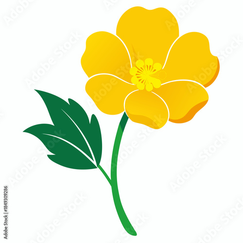 Creative Detailed Meadow Buttercup Vector Illustration | Wildflower Botanical Artwork | Nature Floral Design