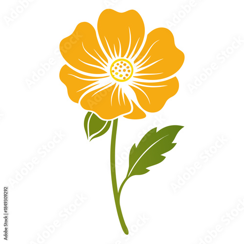 Creative Detailed Meadow Buttercup Vector Illustration | Wildflower Botanical Artwork | Nature Floral Design