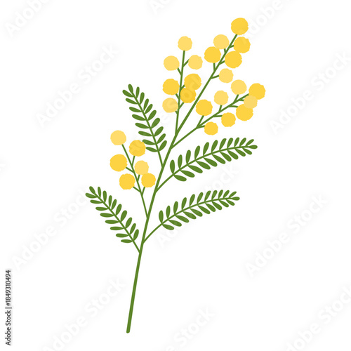 Yellow mimosa branch illustration in flat vector style with round blossoms and fern leaves, mimosa symbol of spring optimism for branding, decor, greeting cards, minimal floral design isolated