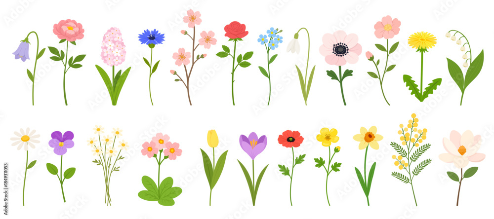 Obraz premium Spring floral vector set with peony, bellflower, hyacinth, cornflower, cherry branch, rose, forget-me-not, snowdrop, anemone, dandelion, lily of the valley, chamomile, violet, tulip, crocus, poppy