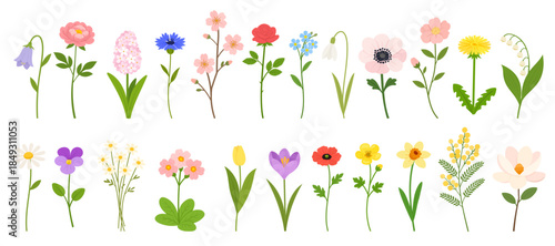Spring floral vector set with peony, bellflower, hyacinth, cornflower, cherry branch, rose, forget-me-not, snowdrop, anemone, dandelion, lily of the valley, chamomile, violet, tulip, crocus, poppy