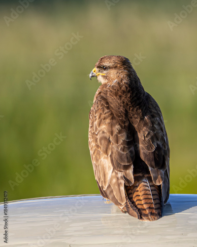 Buzzard. A British bird of prey. Raptor.