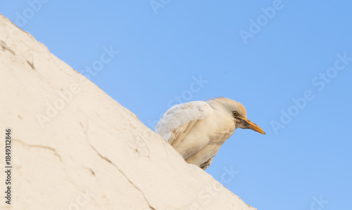 Fototapeta Naklejka Na Ścianę i Meble -  white seagull on a building