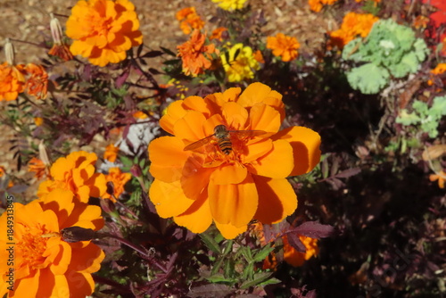 オレンジの花と小さい虫