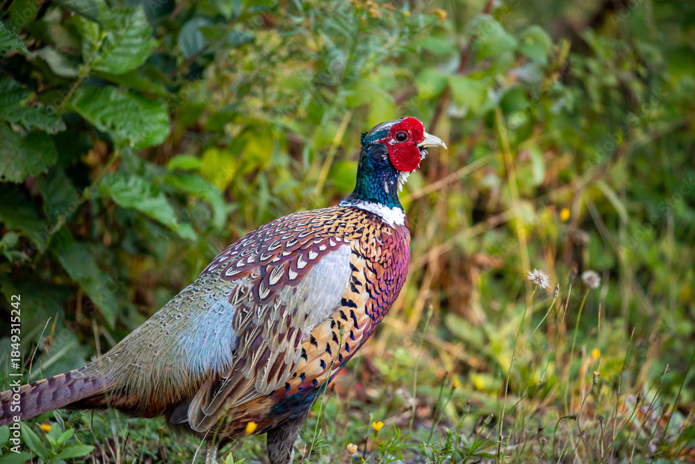 Fototapeta premium Ring-necked pheasant