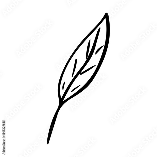 Hand Drawn Minimalist Botanical Sprig. Vector Line Art Branch with Leaves