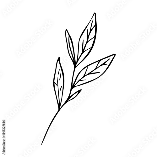 Hand Drawn Minimalist Botanical Sprig. Vector Line Art Branch with Leaves