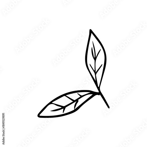 Hand Drawn Minimalist Botanical Sprig. Vector Line Art Branch with Leaves