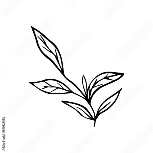 Hand Drawn Minimalist Botanical Sprig. Vector Line Art Branch with Leaves
