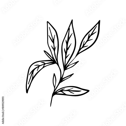 Hand Drawn Minimalist Botanical Sprig. Vector Line Art Branch with Leaves
