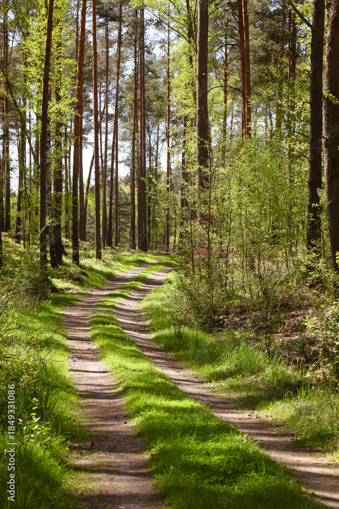 Fototapeta premium Curving Forest Road With Sunlight and Lush Green Vegetation 