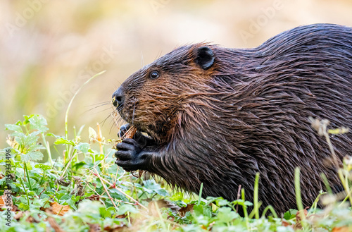 North American Beaver