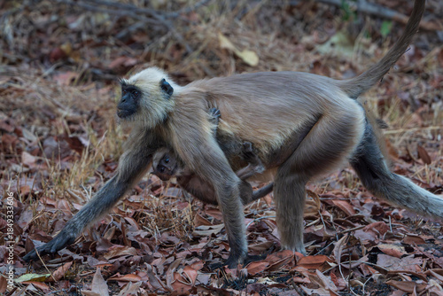 Gray langur, or Hanuman langur
