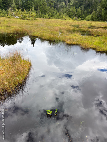 夏の終わりを迎えた尾瀬沼の湿原。