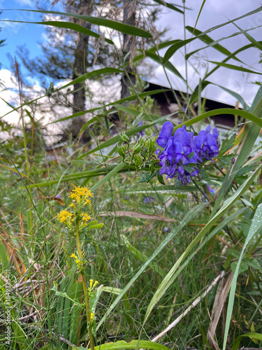 秋の尾瀬で、山小屋のそばに静かに咲くトリカブト。