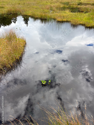 夏の終わりを迎えた尾瀬沼の湿原。