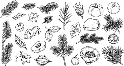 Hand-drawn botanical collection: various nature elements, pine branches, leaves, nuts, pumpkins, flowers. Black and white sketch art.
