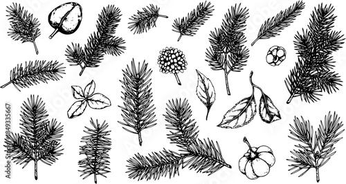 Hand-drawn set of detailed botanical elements featuring pine and fir tree branches, leaves, and berries, perfect for nature-inspired designs, winter holidays, and Christmas projects.