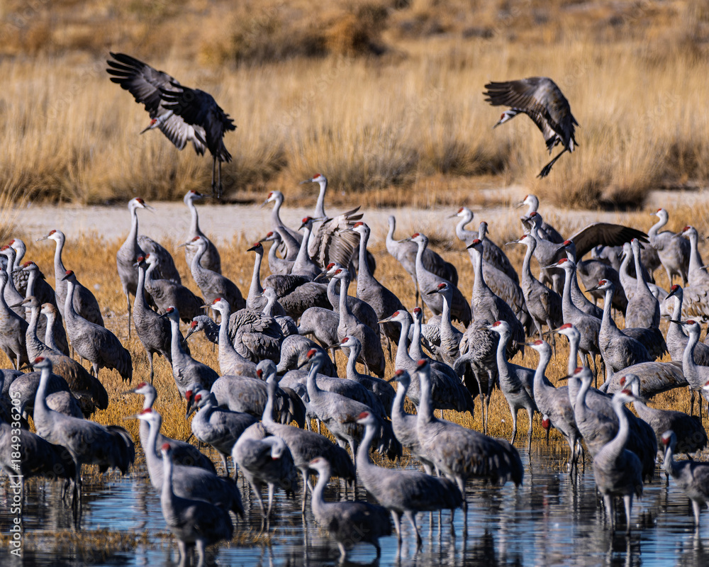 Obraz premium Sandhill cranes (antigone canadensis) taking flight at their winter home near Wilcox AZ