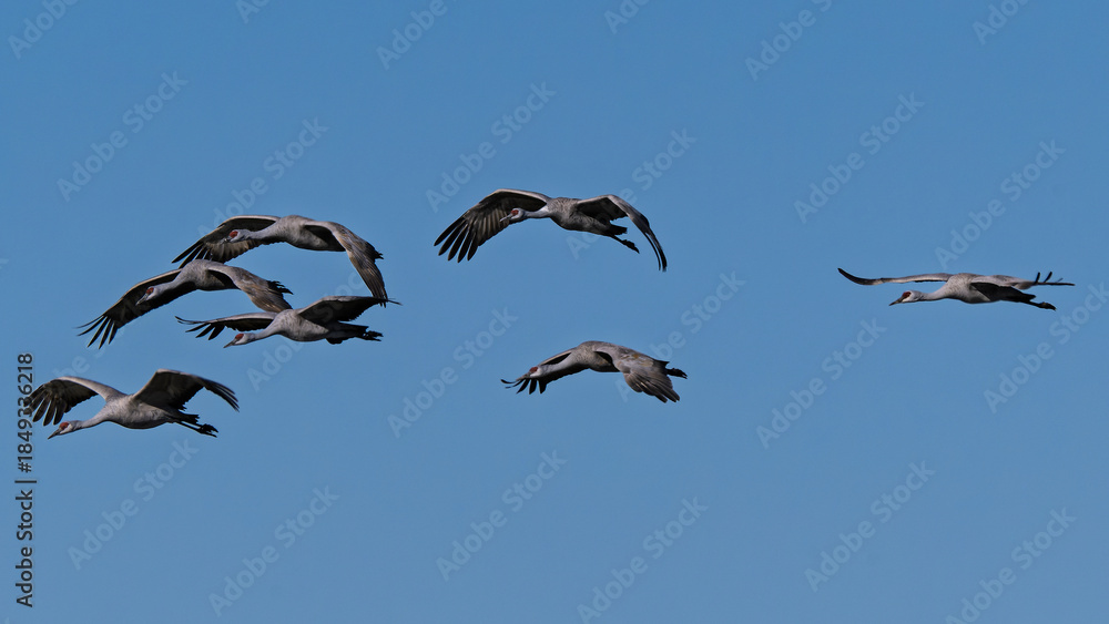 Obraz premium Sandhill cranes (antigone canadensis) taking flight at their winter home near Wilcox AZ