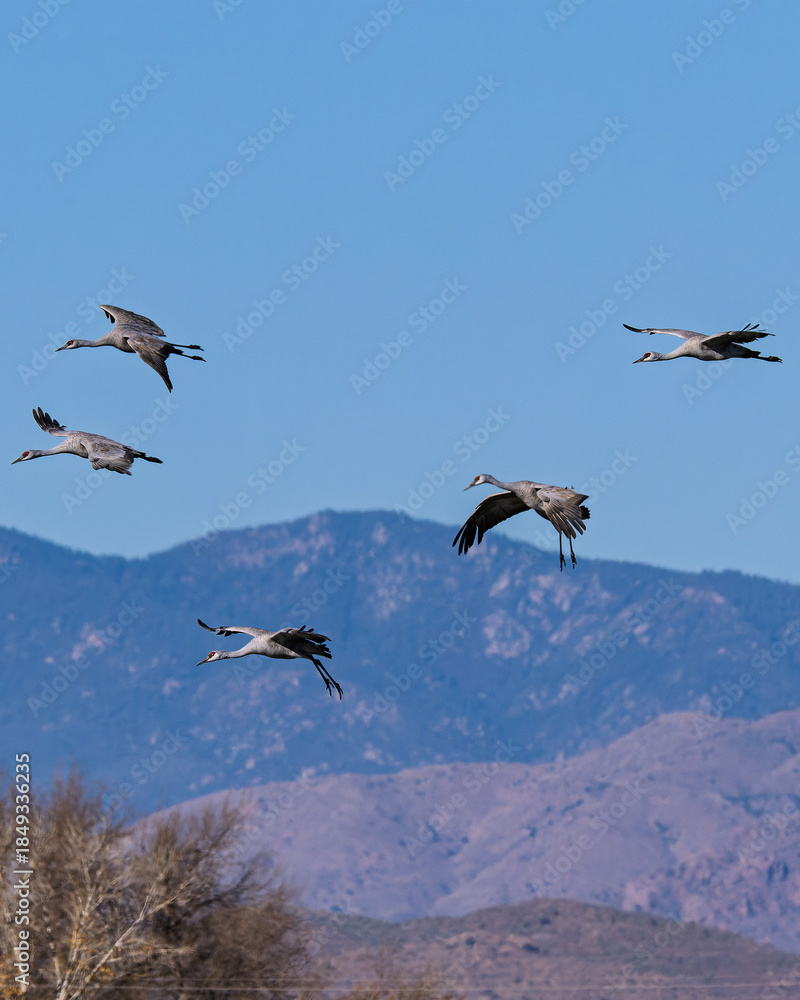 Fototapeta premium Sandhill cranes (antigone canadensis) taking flight at their winter home near Wilcox AZ
