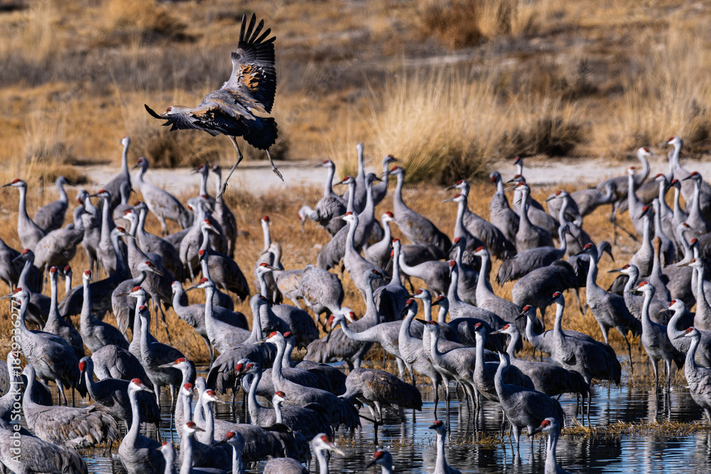 Naklejka premium Sandhill cranes (antigone canadensis) taking flight at their winter home near Wilcox AZ