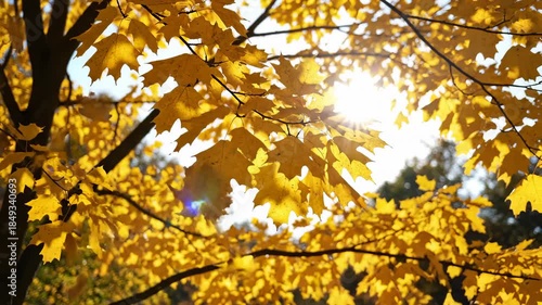 Sunlight Shining Through Golden Maple Leaves on Tree Branches, Slow Motion