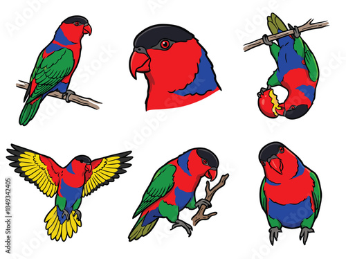 Collection of Six Diverse Black Lory Parrot Poses.