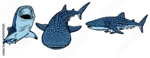 Collection of three whale sharks in different poses and angles.