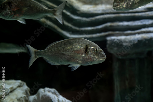 Photos Mediterranean seabream fish in aquarium setting