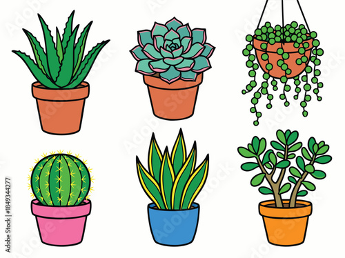 Collection of various potted succulent plants and cacti.