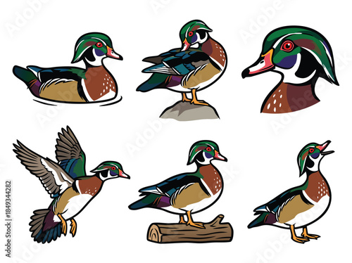 Collection of Wood Duck Illustrations in Various Poses.